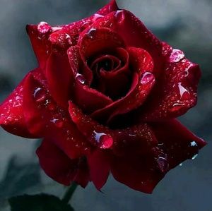 Meet your Posher, Toni